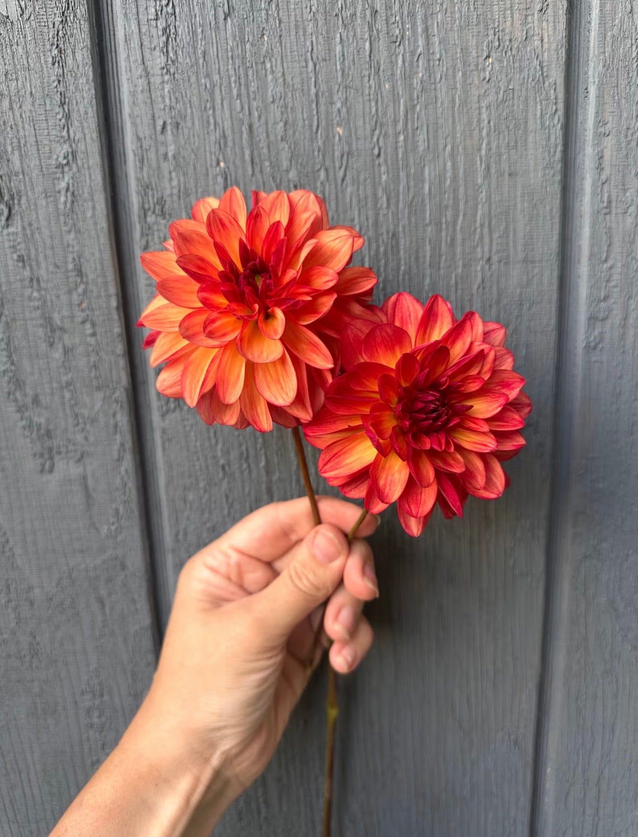 Bloomquist Foot Loose Dahlia Tuber