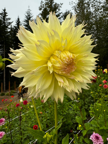 Citron Du Cap Dahlia Tuber
