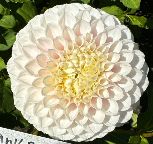 Pink Pearl Dahlia Tuber