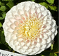 Pink Pearl Dahlia Tuber
