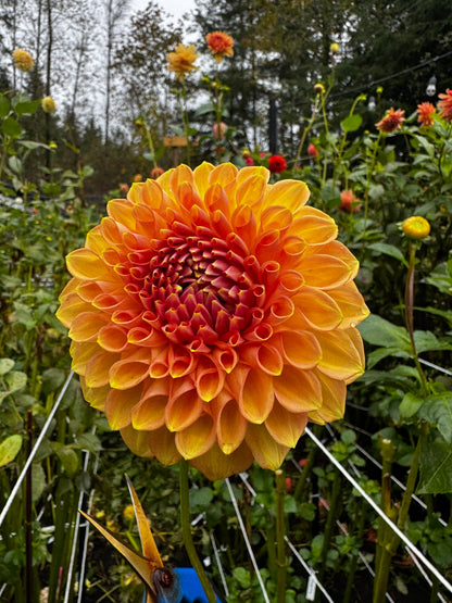 RM Summer Haze Dahlia Tuber Limit 1