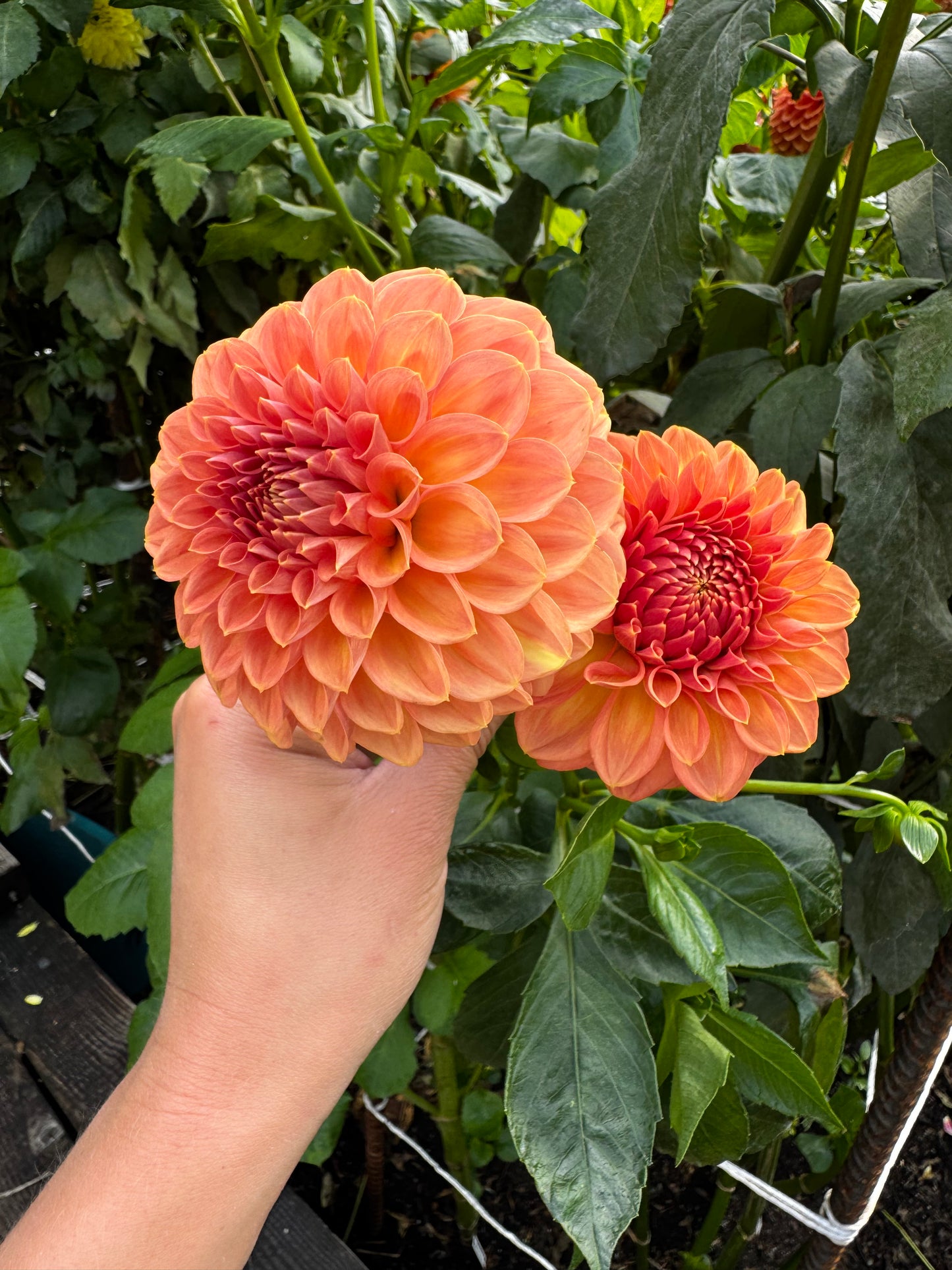 Ferncliff Apricot Dahlia Tuber
