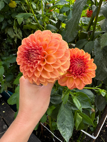 Ferncliff Apricot Dahlia Tuber