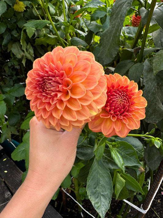 Ferncliff Apricot Dahlia Tuber