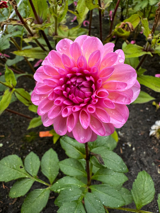Isle Dahlia Tuber