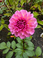 Isle Dahlia Tuber