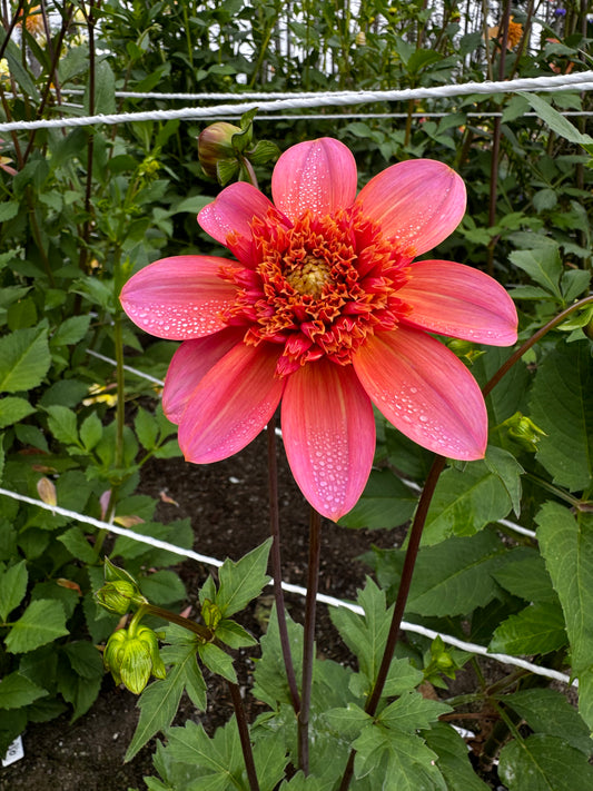 Totally Tangerine Dahlia Tuber
