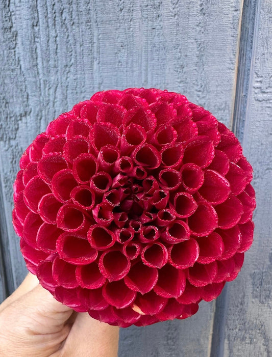 Cornel Dahlia Tuber