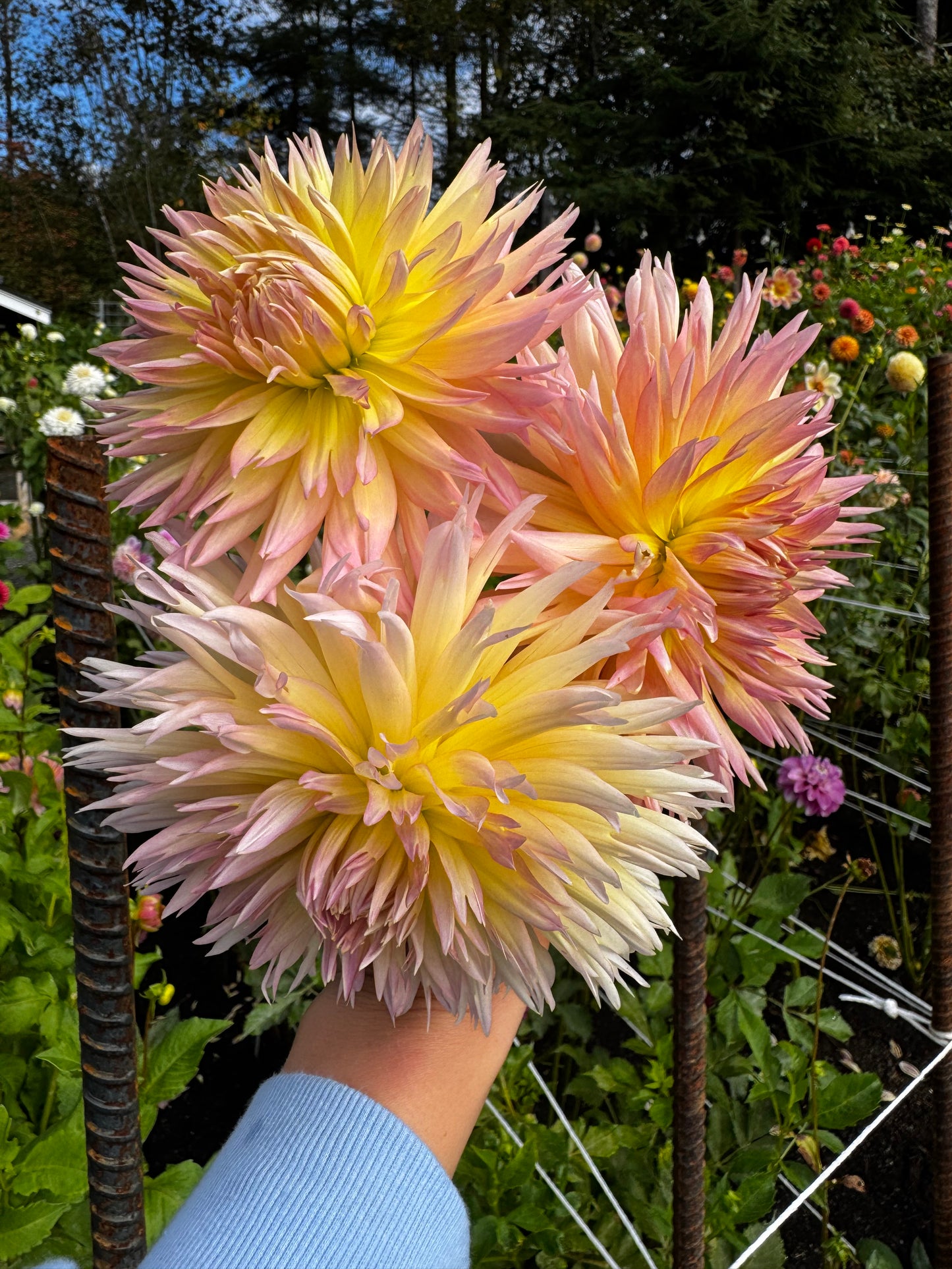Shaggy Chic Dahlia Tuber