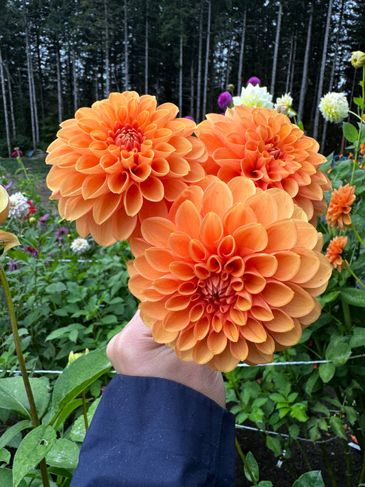 Sylvia Dahlia Tuber