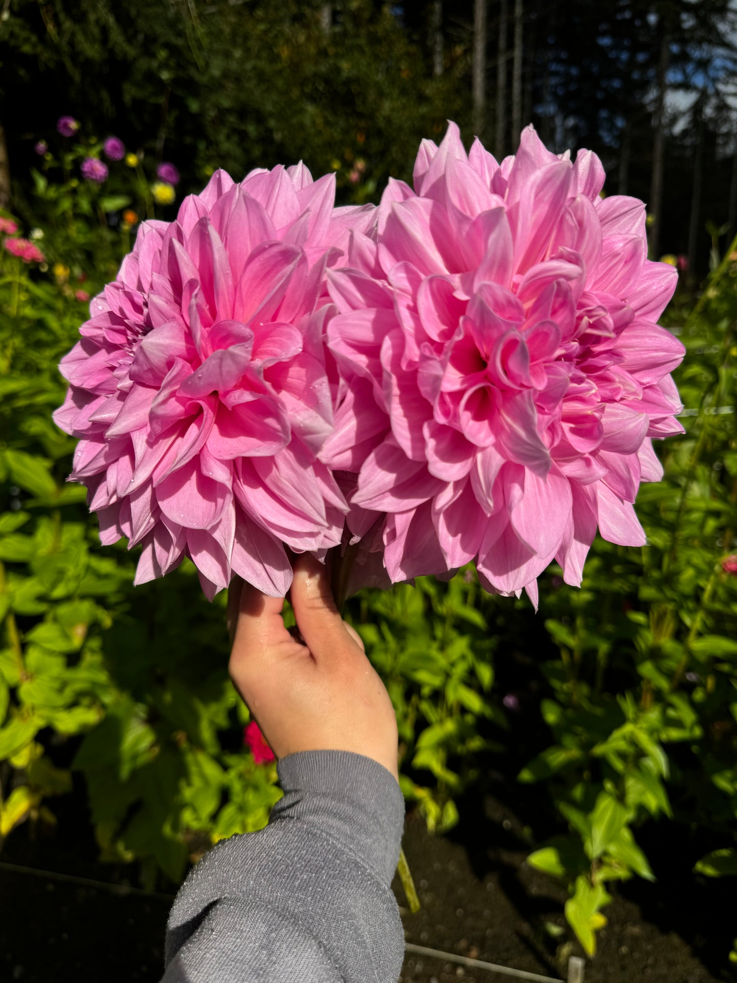 Otto’s Thrill Dahlia Tuber