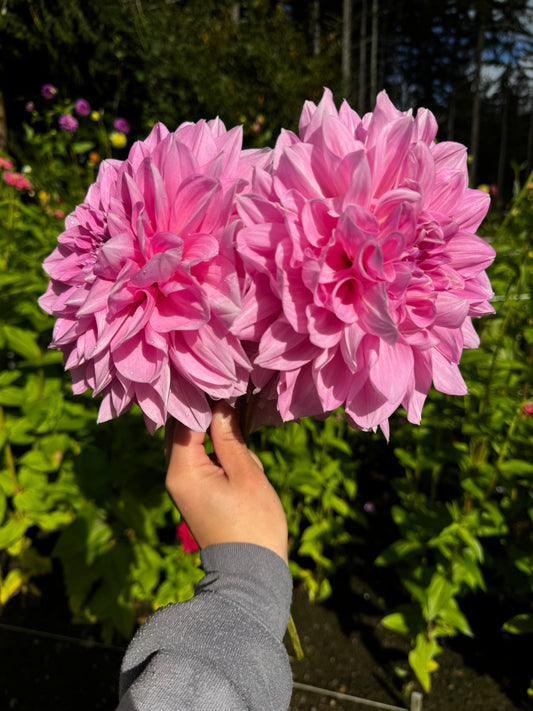 Otto’s Thrill Dahlia Tuber