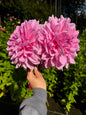 Otto’s Thrill Dahlia Tuber
