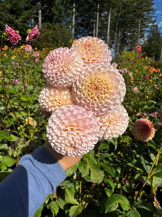 Irish D Porter Dahlia Tuber