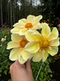 Apple Blossom Dahlia Tuber