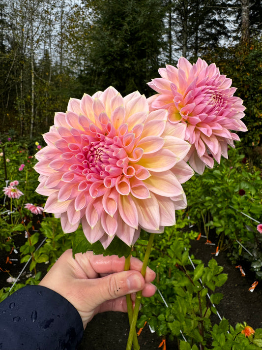 Castle Drive Dahlia Tuber