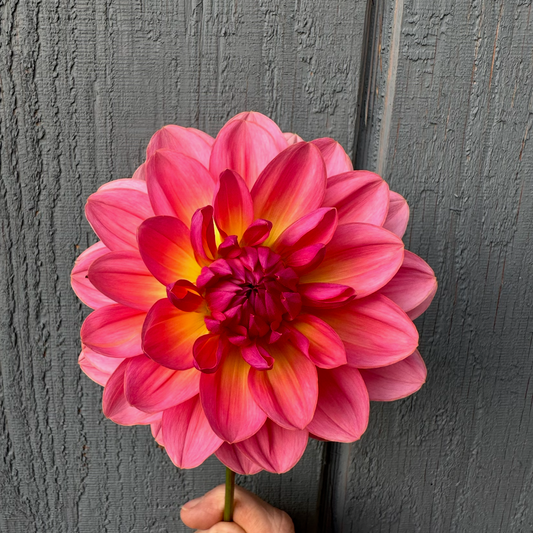 Wildwood Marie Dahlia Tuber