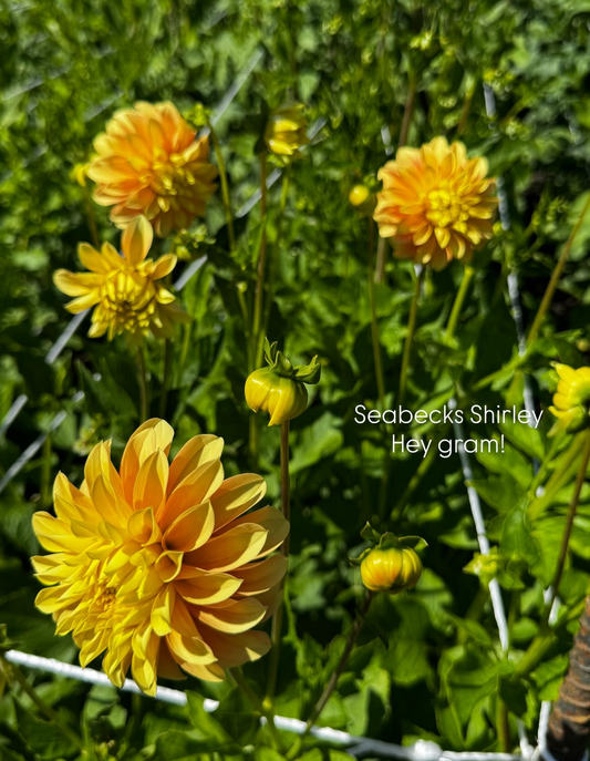 Seabecks Shirley Dahlia Tuber