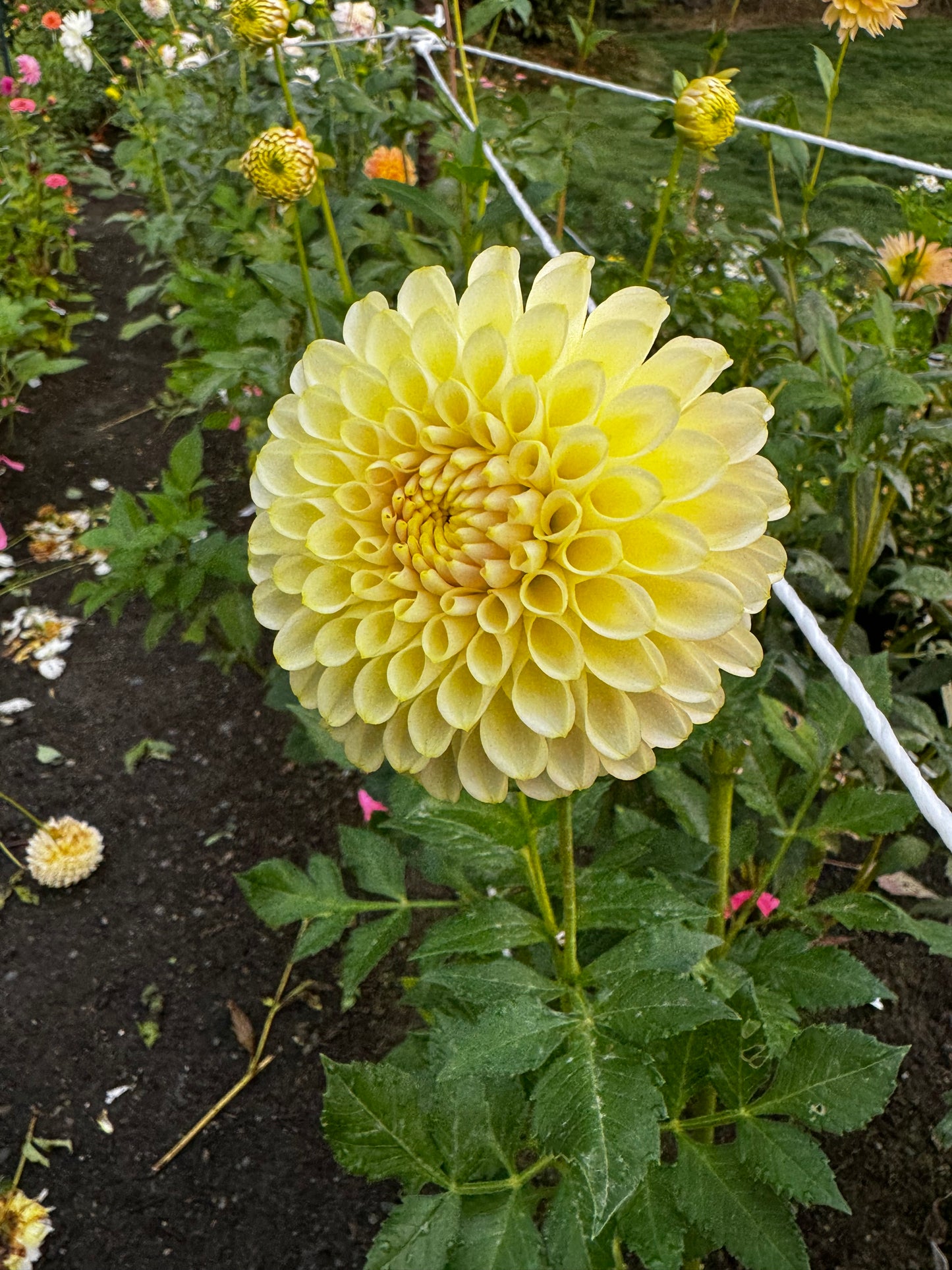 Skipley Moonglow Dahlia Tuber