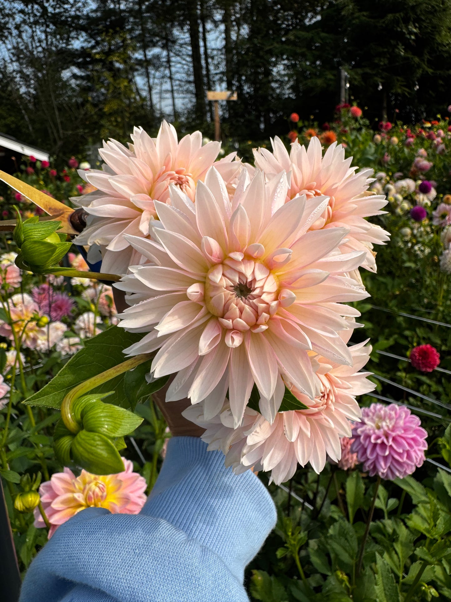 Budapest Blush Dahlia Tuber