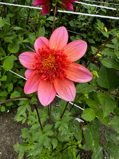 Totally Tangerine Dahlia Tuber