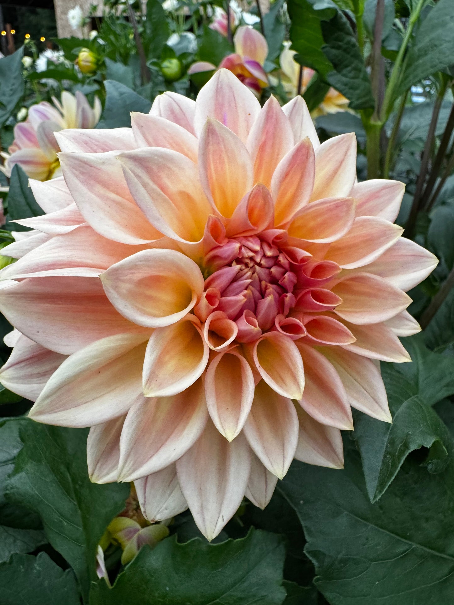 Bloomquist Alan Dahlia Tuber