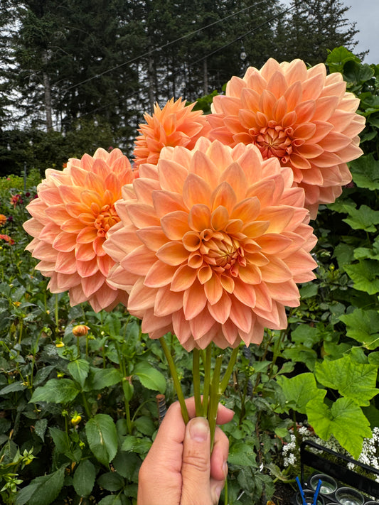 Hamilton Lillian Dahlia Tuber