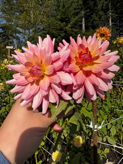 Flamingo Dahlia Tuber