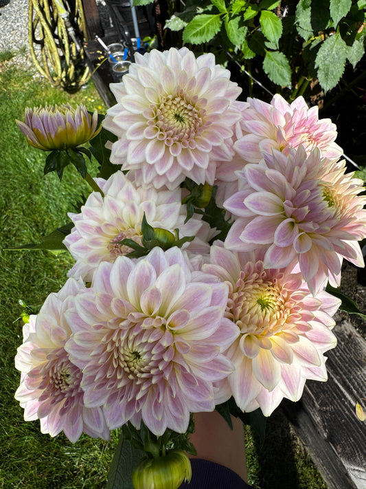 Quiet Splendor Dahlia Tuber