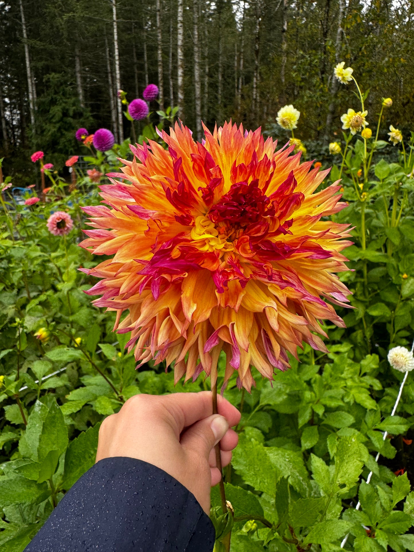 Myrtle’s Folly Dahlia Tuber
