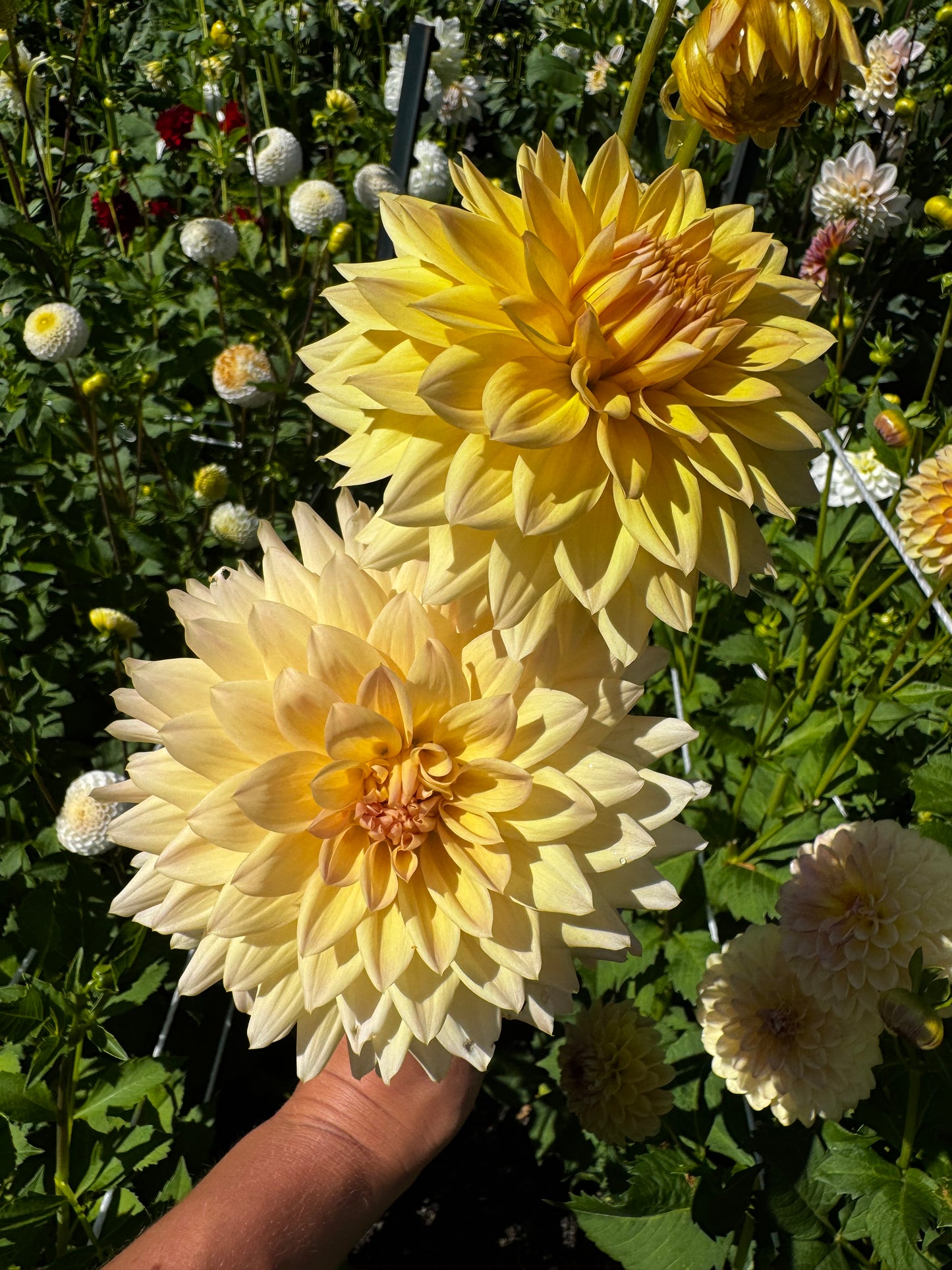 Canoz Jaguar Dahlia Tuber