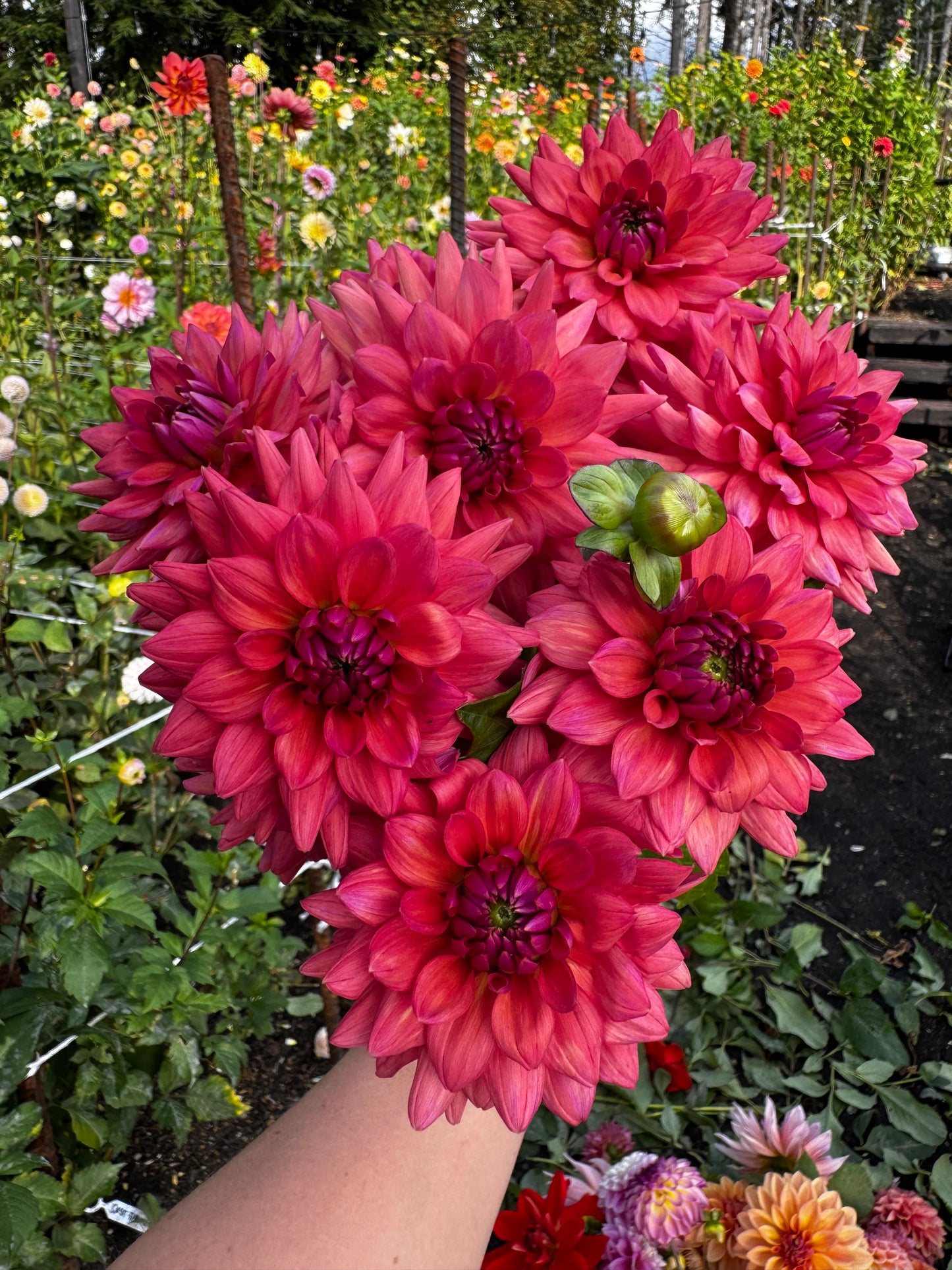 Cheers Dahlia Tuber