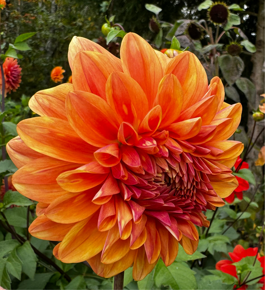 Ferncliff Copper Dahlia Tuber