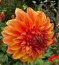 Ferncliff Copper Dahlia Tuber