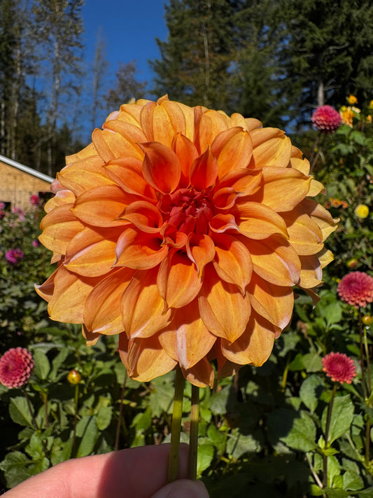 Orange Peaches N Cream Dahlia Tuber
