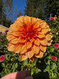 Orange Peaches N Cream Dahlia Tuber