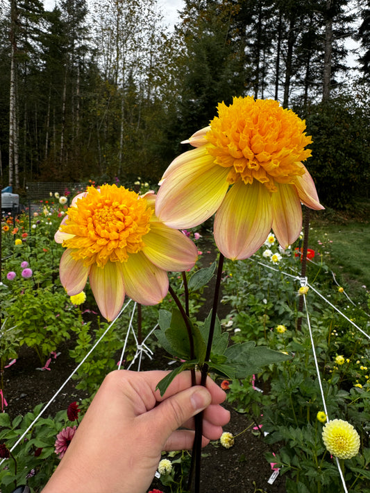 Bloomquist Golden Dahlia Tuber