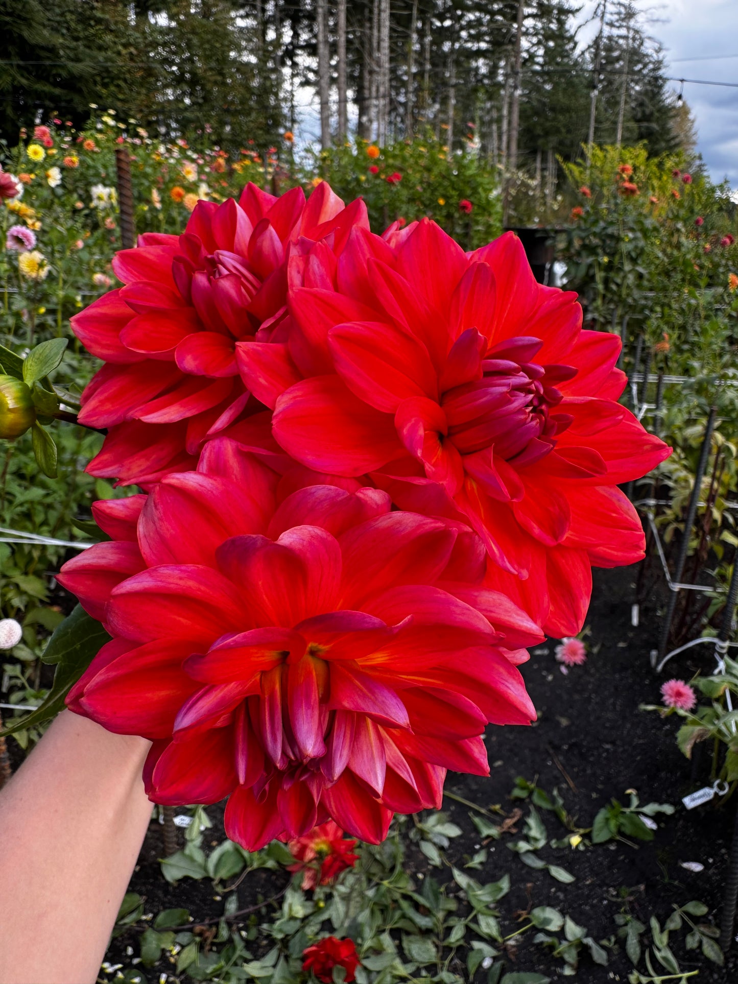 Cooper Blaine Dahlia Tuber