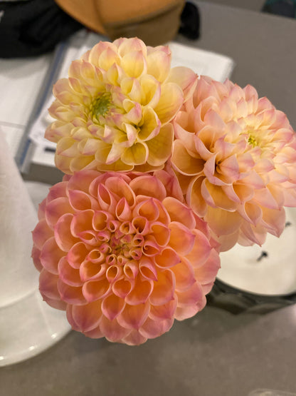 Buffy G Dahlia Tuber Limit 1