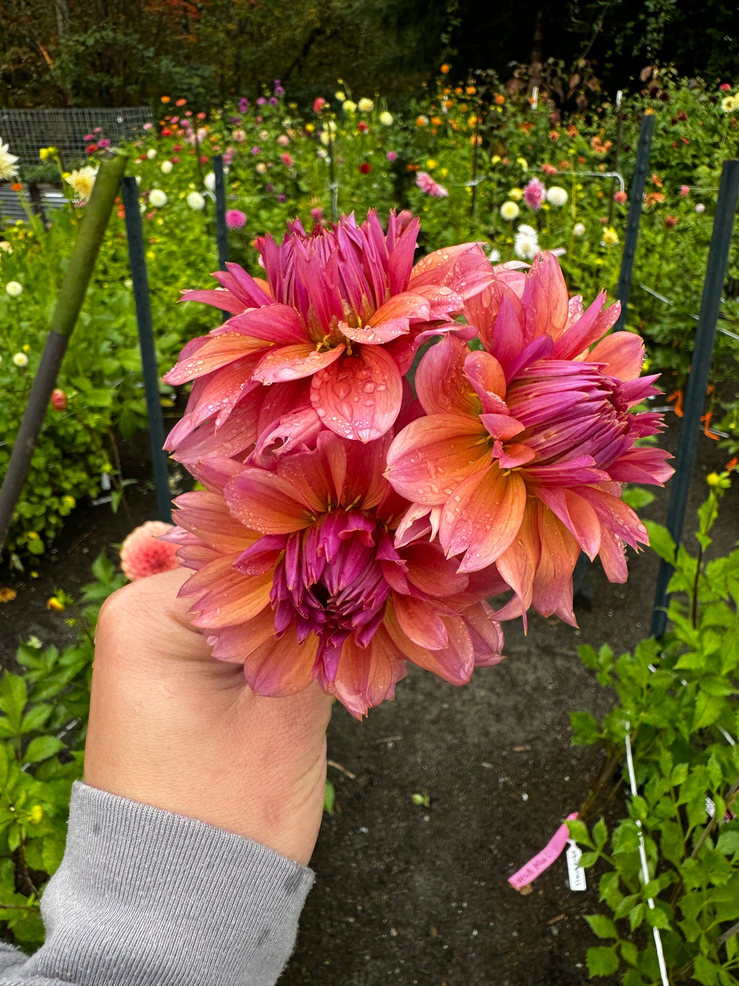Sonic Bloom Dahlia Tuber
