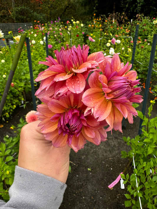 Sonic Bloom Dahlia Tuber