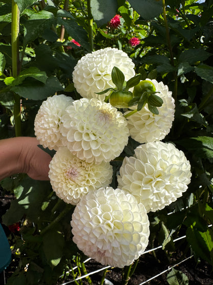 Hollyhill Miss White Dahlia Tuber