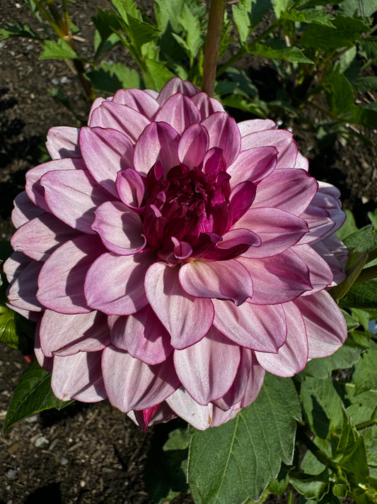 Crème de Casis Dahlia Tuber