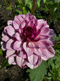 Crème de Casis Dahlia Tuber