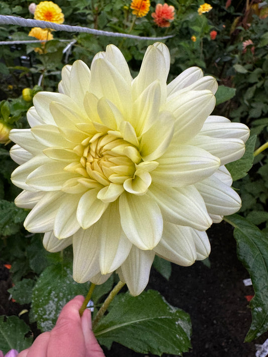 Jo Dahlia Tuber