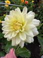 Jo Dahlia Tuber