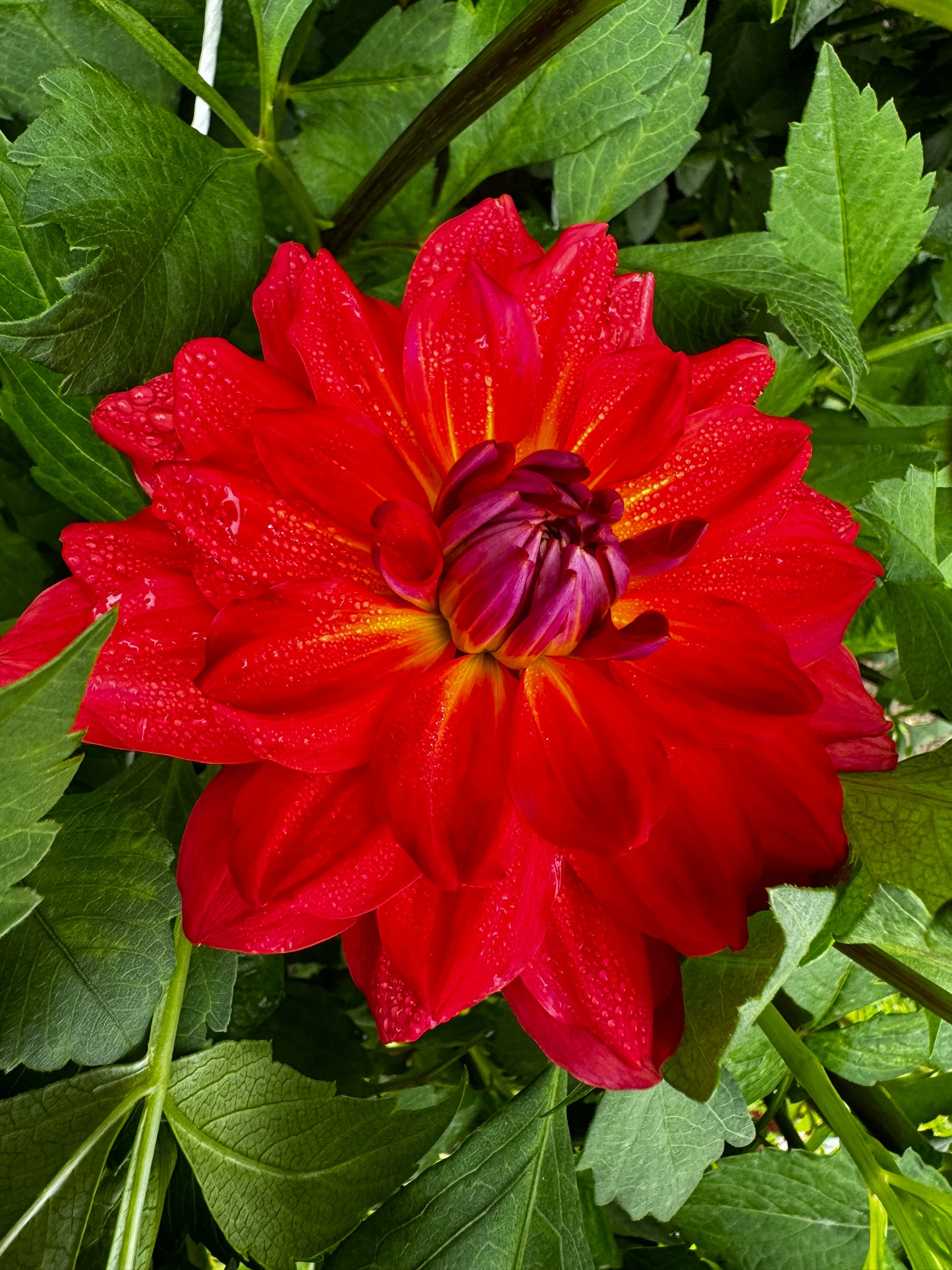 Cooper Blaine Dahlia Tuber