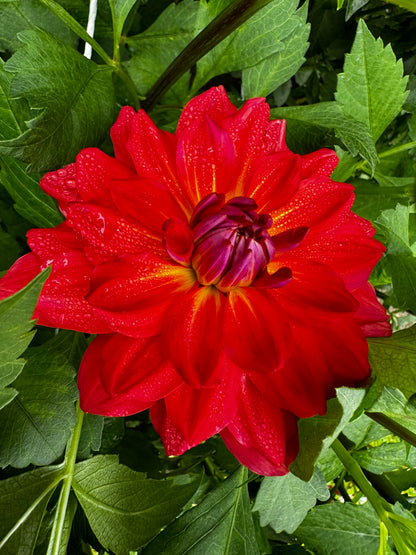 Cooper Blaine Dahlia Tuber