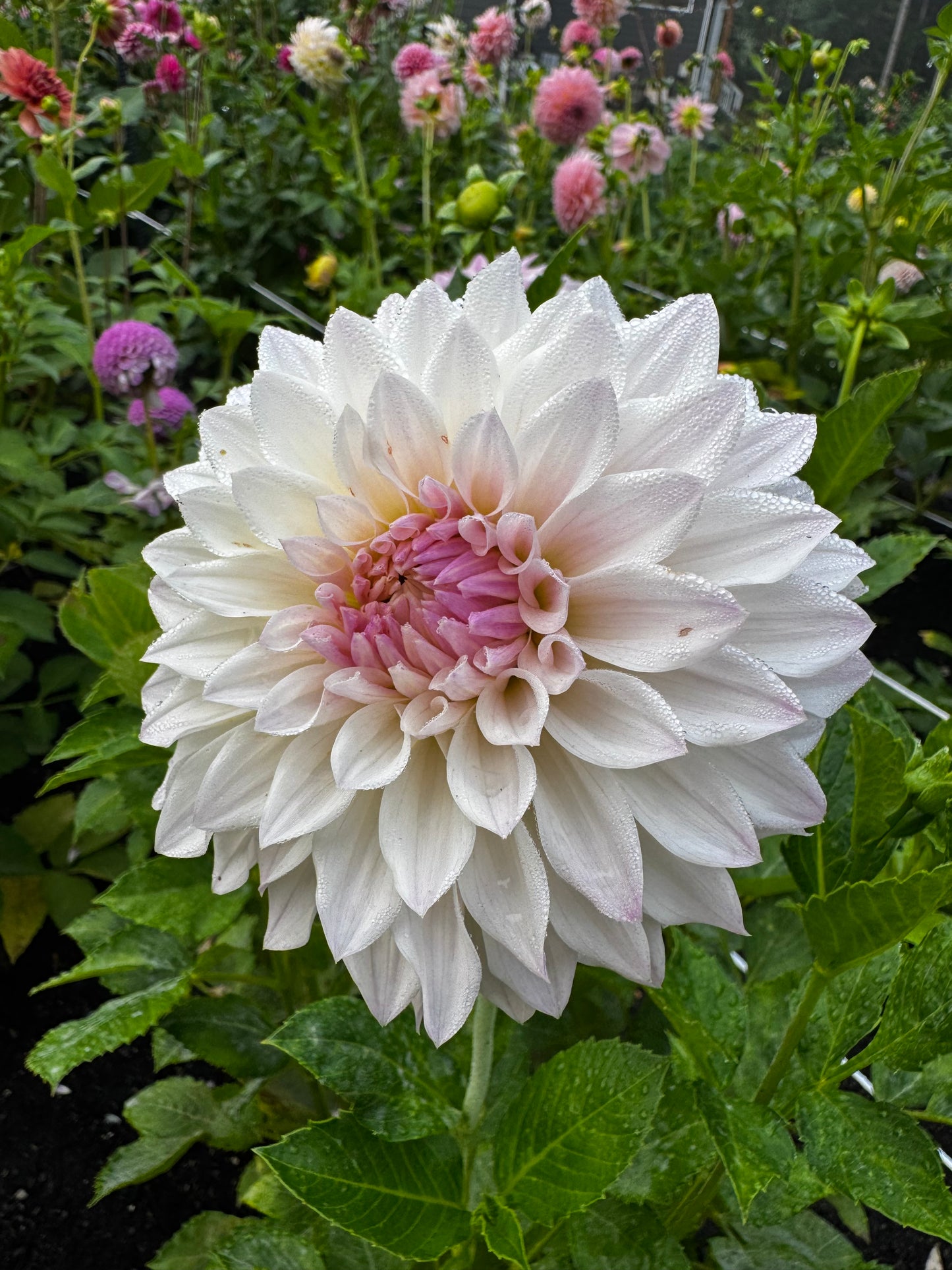 Bloomquist Compare Dahlia Tuber Limit 1