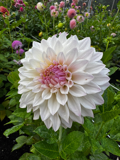 Bloomquist Compare Dahlia Tuber Limit 1